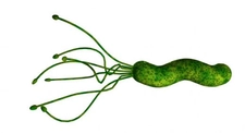 Pylori Bakteri Türleri ve Özellikleri