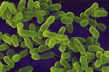 Bakteri Hastalıkları Belirtileri ve Tedavisi