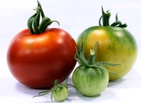 Bakterilerin Biyoteknolojide Kullanım Alanları