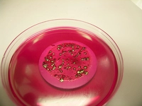 E Coli Bakterisi Nedir?