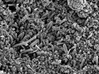 Yararlı Bakteriler Özellikleri ve Faydaları Nelerdir?