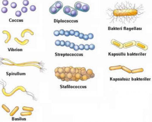 Bakteri Trleri