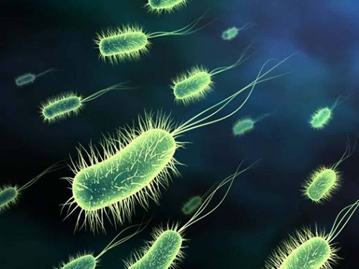 Bakteri ve Virsler