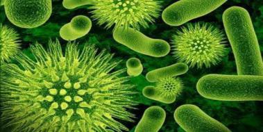 Anaerobik Bakteri